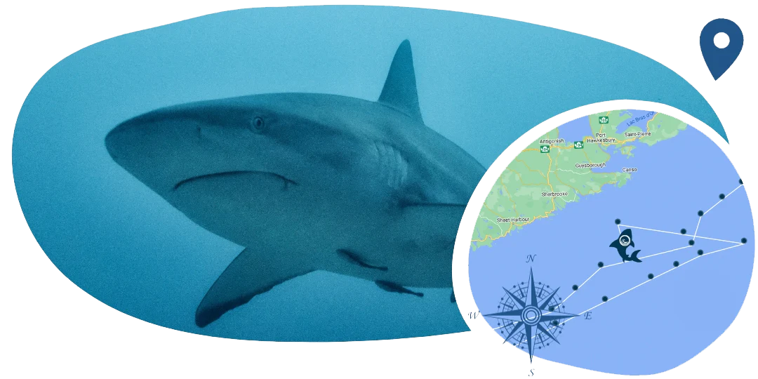 Hai